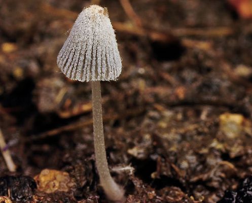 Чудеса природы: рождение грибов в ускоренной съемке