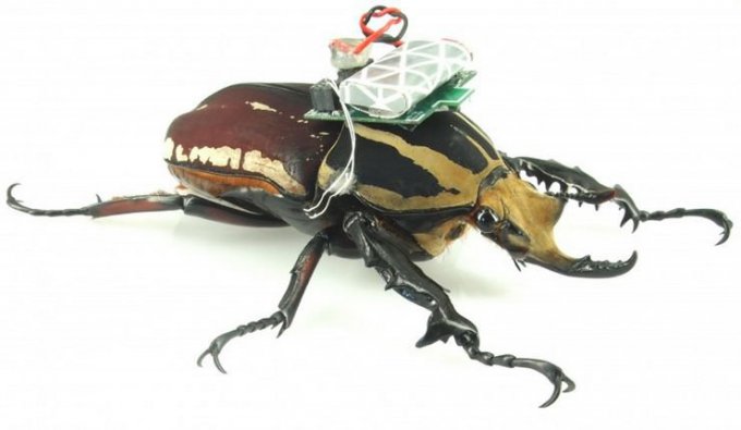 beetle-2